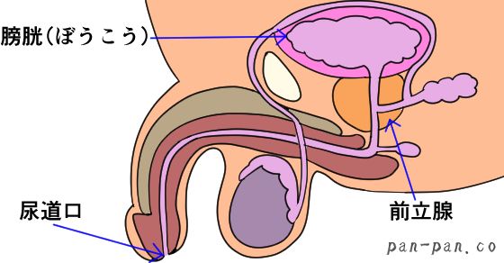 男の潮吹き」の真実 ～被験者が語る潮吹きのやり方～ -