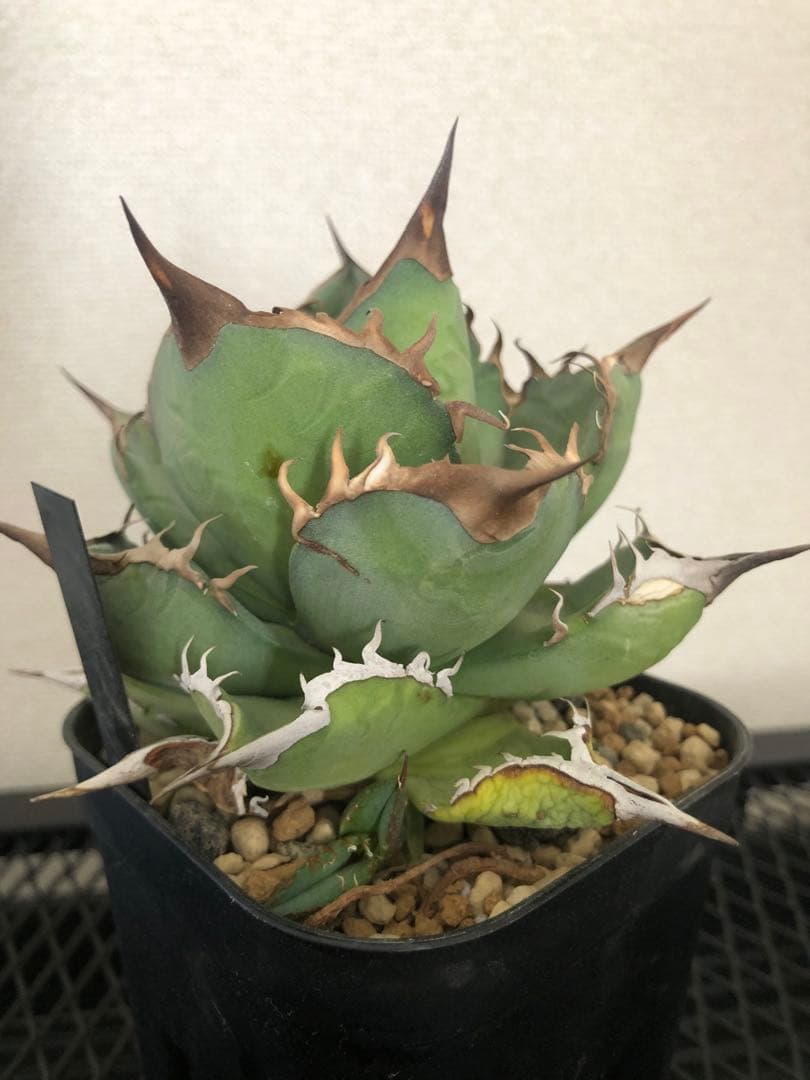 アガベ スペード 黒桃 大苗