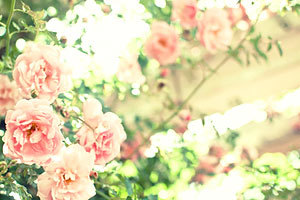 CSS background-sizeで背景画像のサイズを設定する方法を解説ZeroPlus Media