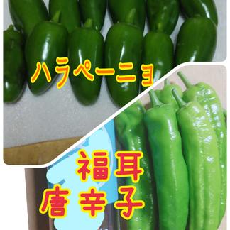 国産 青唐辛子1kg×1袋 熊本県産 辛口