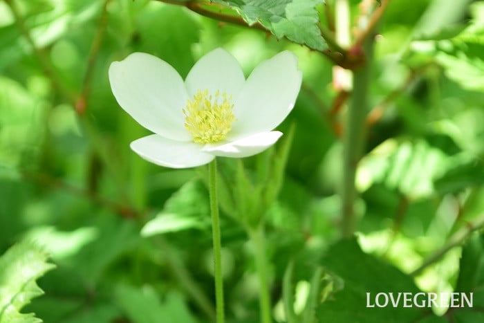 アネモネの花言葉｜種類、花の特徴、色別の花言葉 | LOVEGREEN(ラブグリーン)