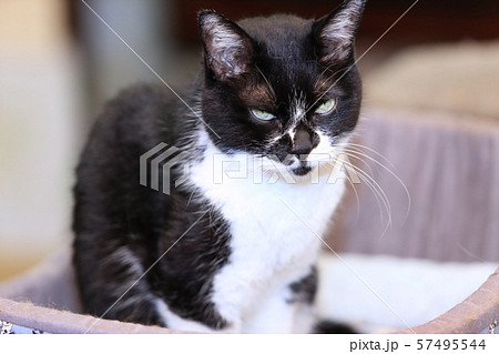 白黒ツートンカラーのミニバンのミニカーの写真素材82672691- PIXTA