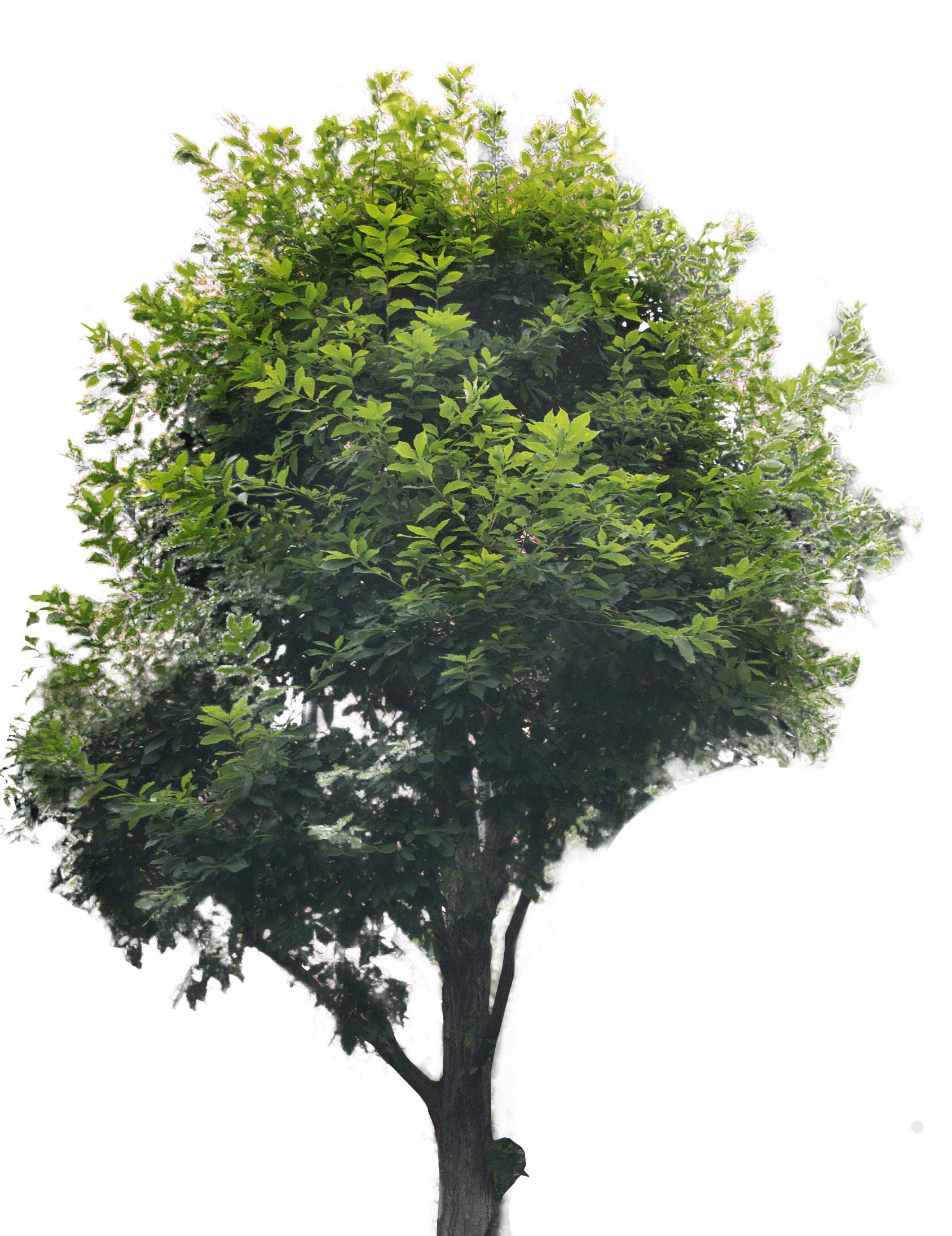 色塗りできる丸・円 透過・黒 のイラストぬれよん-ぬれるフリーイラスト