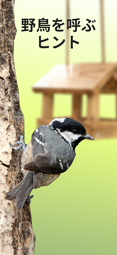 鳥の判別アプリ「Picture Bird」を試してみた！写真や声から鳥の名前や生態がわかるぞ ！身近な自然の楽しみ方
