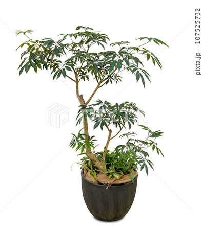 透過PNG 植物イラスト無料イラスト・フリー素材なら「イラストAC」