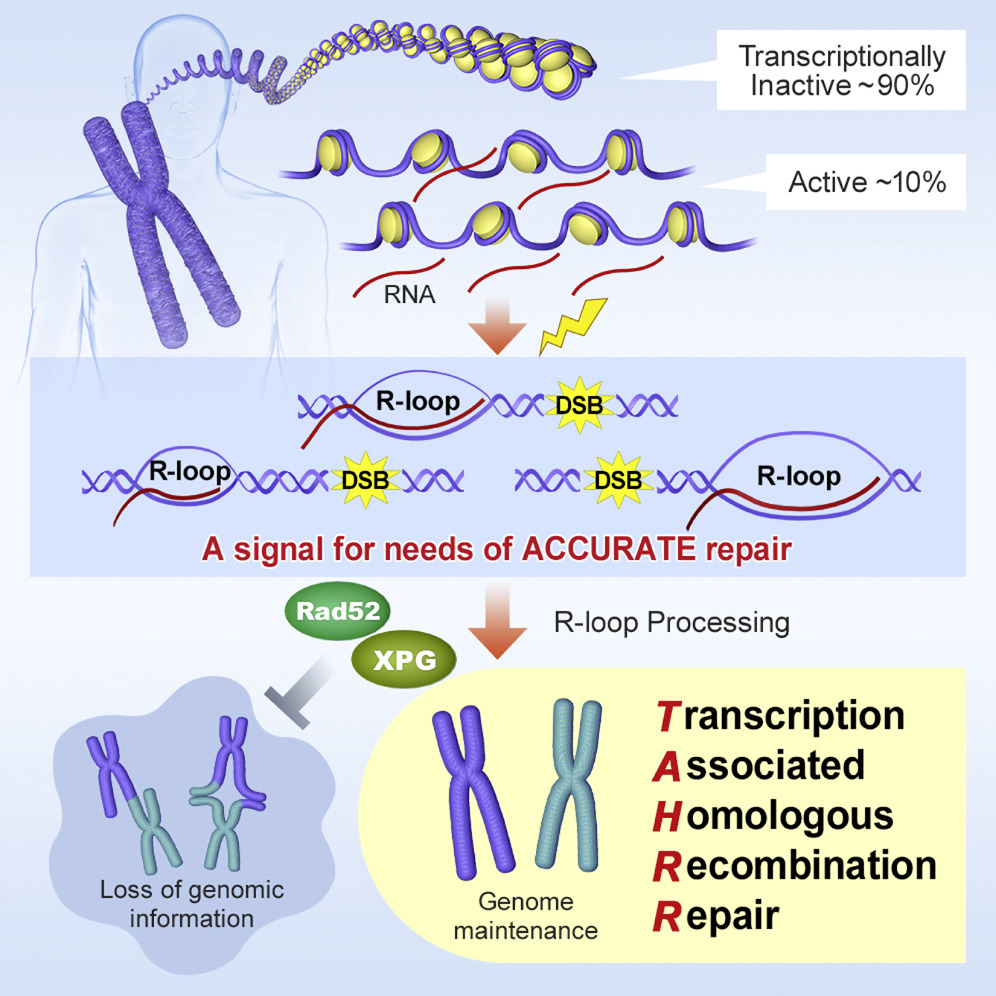 研究のポイントがわかる！グラフィカルアブストラクトとは？山梨大学研究推進・社会連携機構