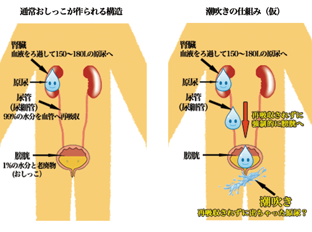 オナニーで潮吹きするコツ！バイブ等の使い方 - 夜の保健室