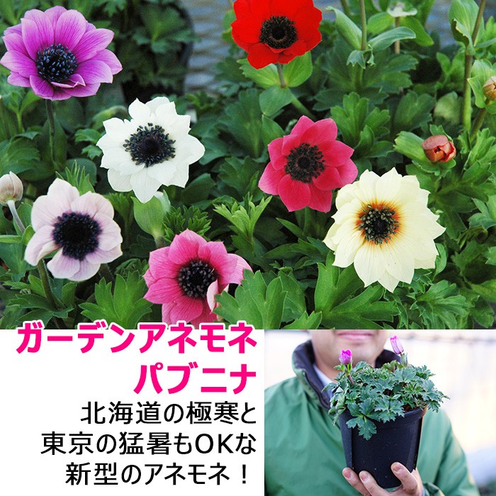 北海道の山野草（花種類：アネモネ）の商品一覧 通販 - Yahoo!ショッピング