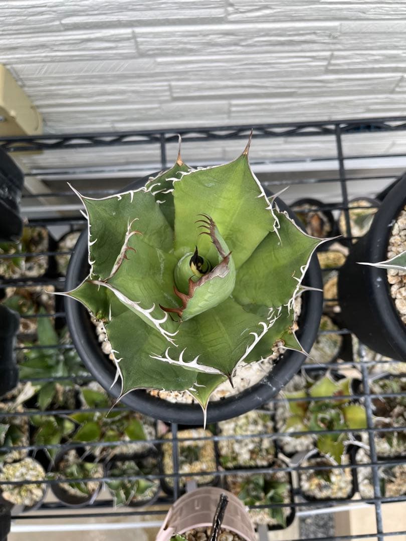 アガベ チタノタ 黒桃 スペード子株