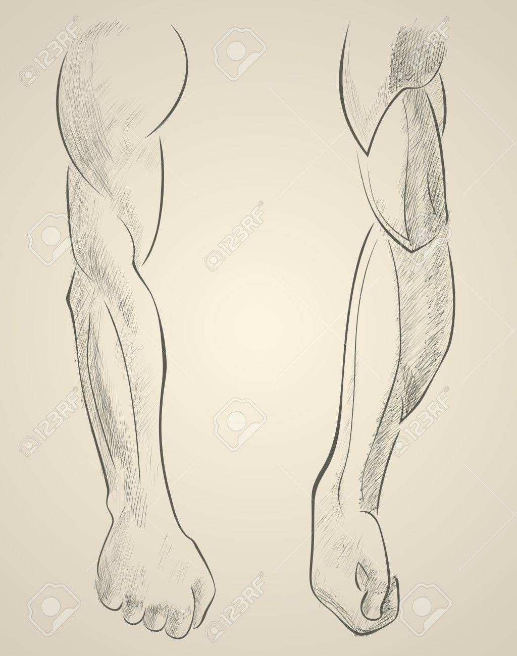 男女の体格差から学ぼう、筋肉質な女性の描き方いちあっぷ