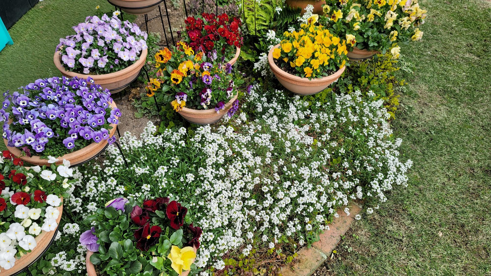 寄せ植えを上手にみせる配色とは？4つのパターンと配色例をご紹介