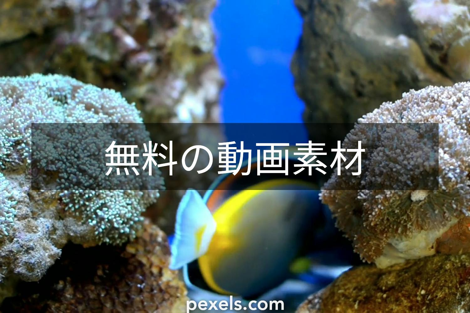 金魚の動画素材 15,901点以上の高品質な動画素材- PIXTA ピクスタ
