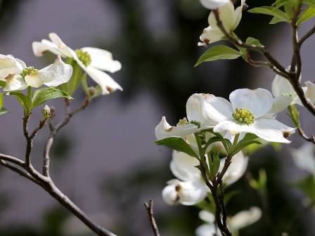 スナック 華美月～ハナミズキ～｜全日本スナックナビ