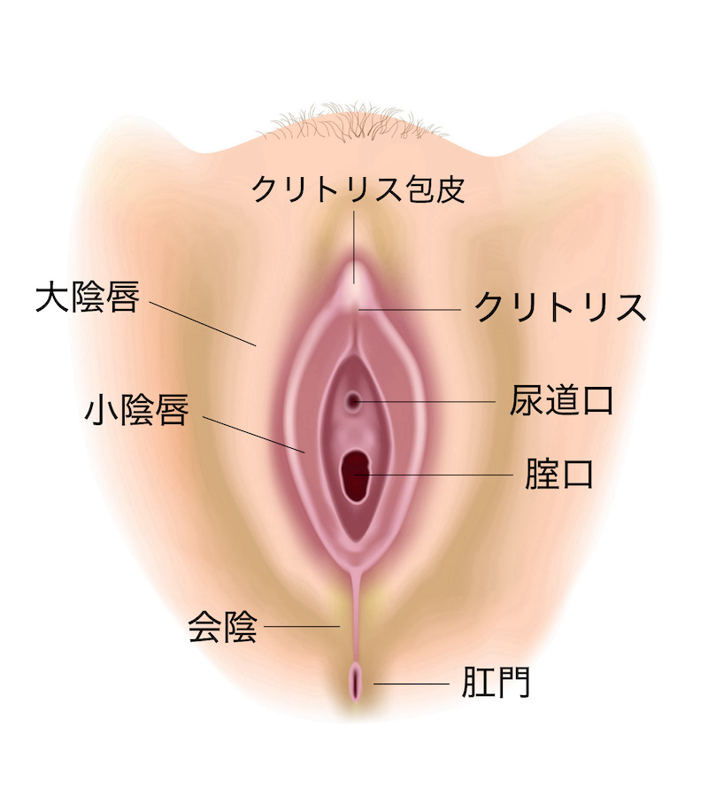 クリトリスの場所ってどこ？ 皮をむいて感度アップする方法 |