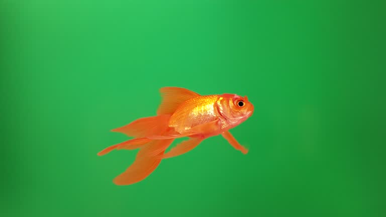 金魚写真素材。フリー画像もCanva キャンバ