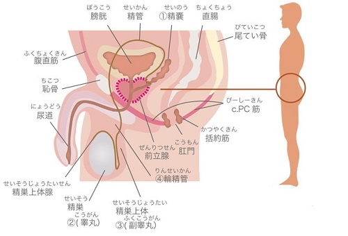 巨根は何センチから？」元風俗嬢が決めました | 日刊SODオンライン