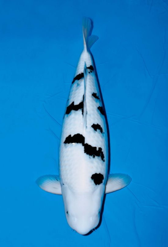 キャトルホーン 水牛の角のフィッシュフォーク 美しいべっ甲模様 約17cm×2.3cm持ち手木製 の通販 - TIRAKITA.COM