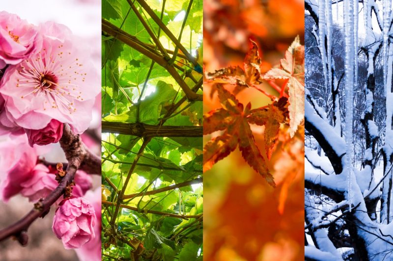 桜咲く、春の売場ディスプレイ・ふろしき編インフォメーション京都の風呂敷 ふろしき 製造・卸 山田繊維株式会社・むす美