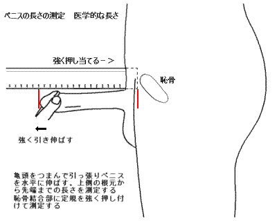 男性器の大きさについて｜大東製薬工業株式会社