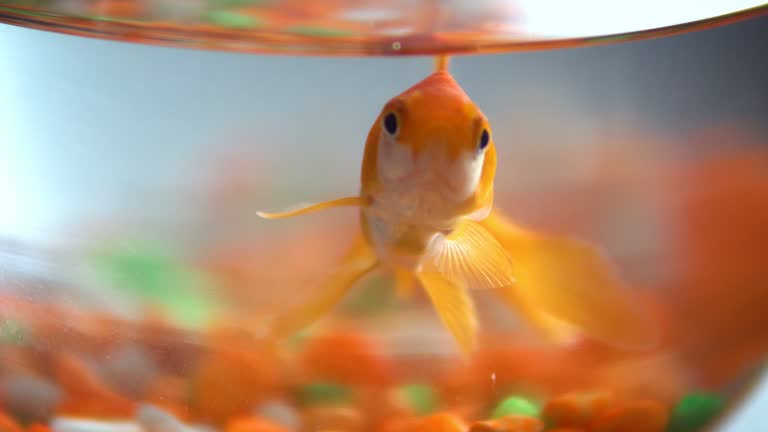 透明な水と表面に目に見える反射を持つ浅い池で活気のあるコイ魚のクローズアップ. 827147212