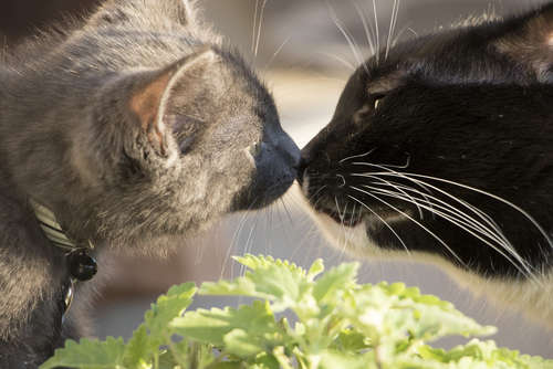 鼻にキス！その行動の意味とは！？キスする場所で男の心理がわかる！ | Cube ニュース