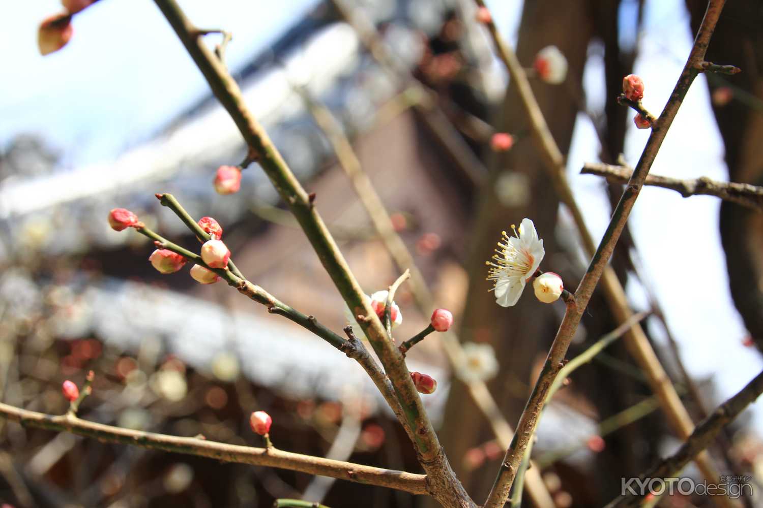 京都花の散歩道　43話　紫明せせらぎ公園　寒緋桜　令和6年3月中旬