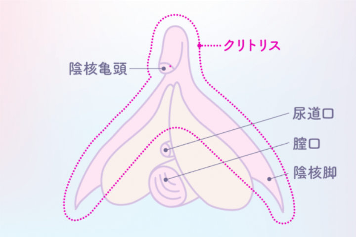 クリトリスの場所はどこ？女性○器の構造や役割をわかりやすく解説