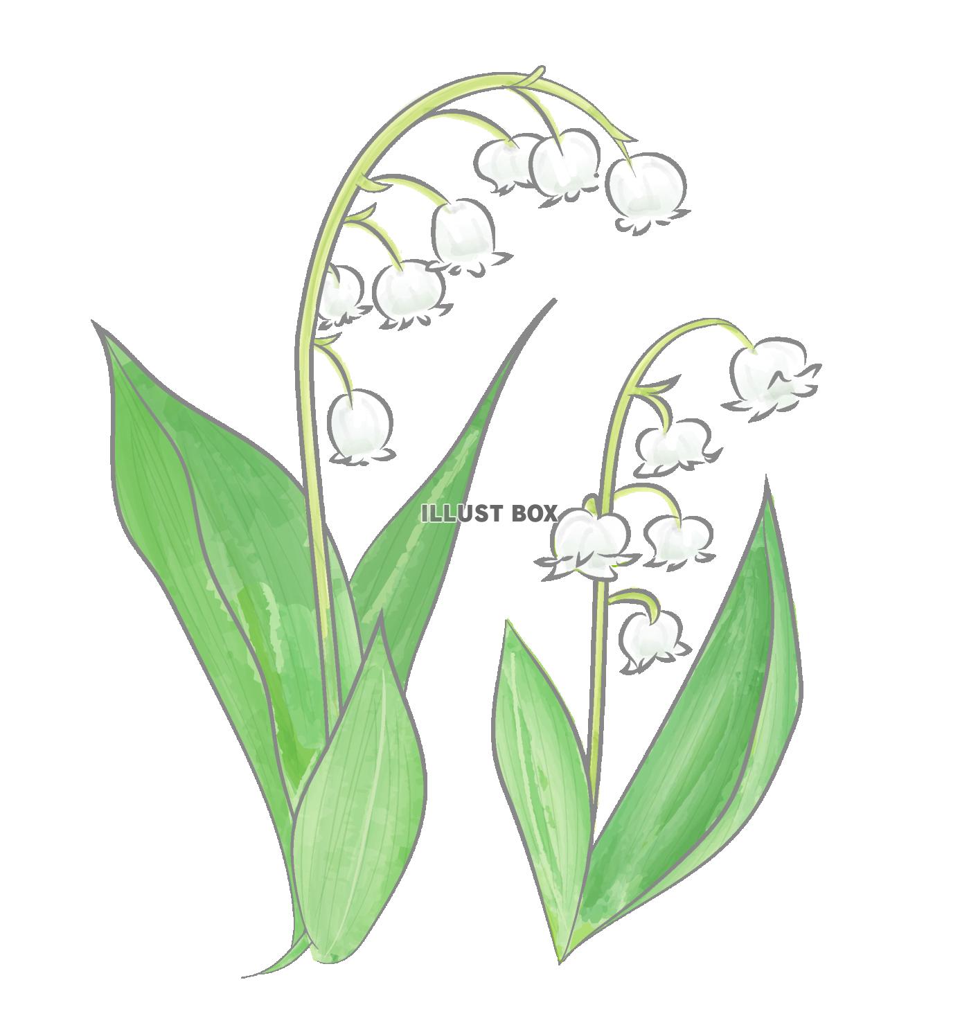 スズランの写真素材写真素材なら「写真AC」無料 フリー ダウンロードOK