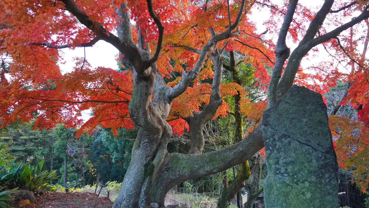 遅れて染まる峠のモミジ 見頃は1２月初旬～中旬 もみじ谷（茨城・土浦市）