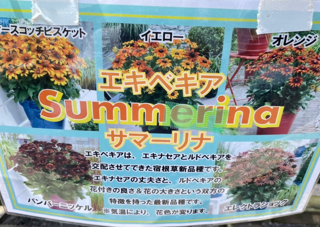 エケベリアの育て方植物図鑑HanaPrime ハナプライム