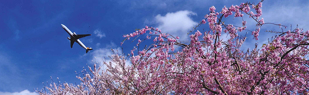 成田市さくらの山公園の桜｜花見特集2024