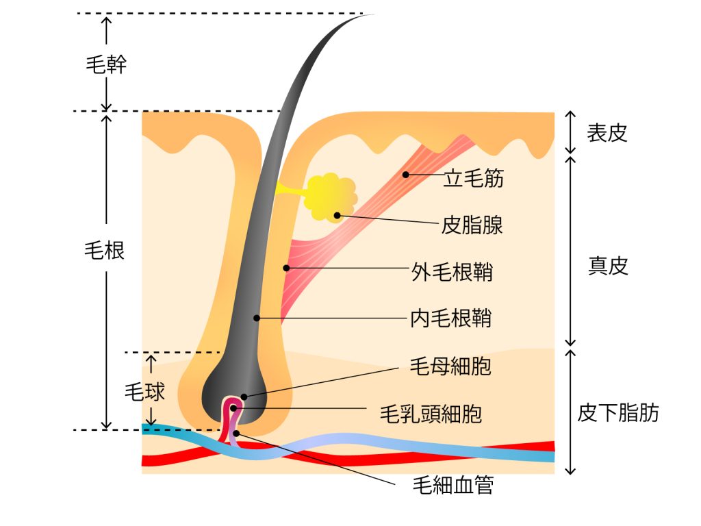 異常に太い毛が生える理由はストレス？髭の正しい処理方法と対策を解説 | MOTEO