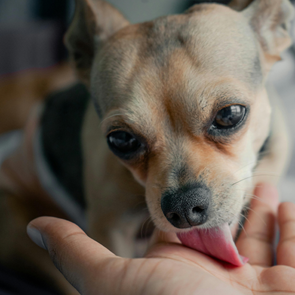 愛犬が舐めてくるのはなぜ？箇所ごとの舐める理由や舐めすぎるリスク nademo ペットメディア【nademo [なでも]】