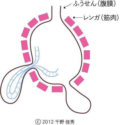 鼠径ヘルニアの症状】鼠径部の膨らみや痛み、危険な嵌頓状態も解説！