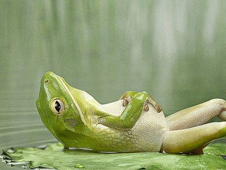 FROG Serene Floating Spa Sanitizer