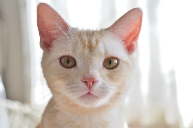 クリーム色の背景画像素材、無料ダウンロードのためのPngtree クリーム色ののフリー背景ベクトルとpsdファイル