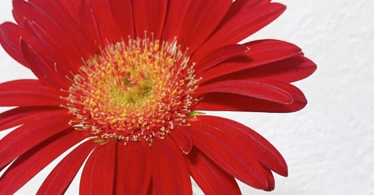 めがみちゃん♡ on X: 