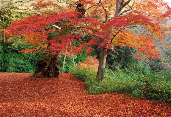 紅葉情報 愛媛の秋を楽しみましょう♪（松山・伊予・東温・松前・砥部） | 秋のトピック・情報まとめ【松山】|