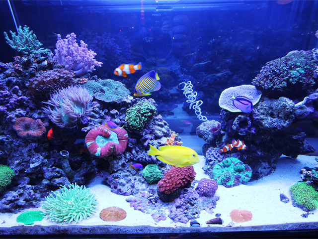 楽天市場 水槽 バックスクリーン 印刷の通販