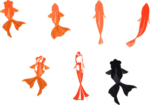 金魚 リアル 上から イラスト無料 フリー89701素材Good