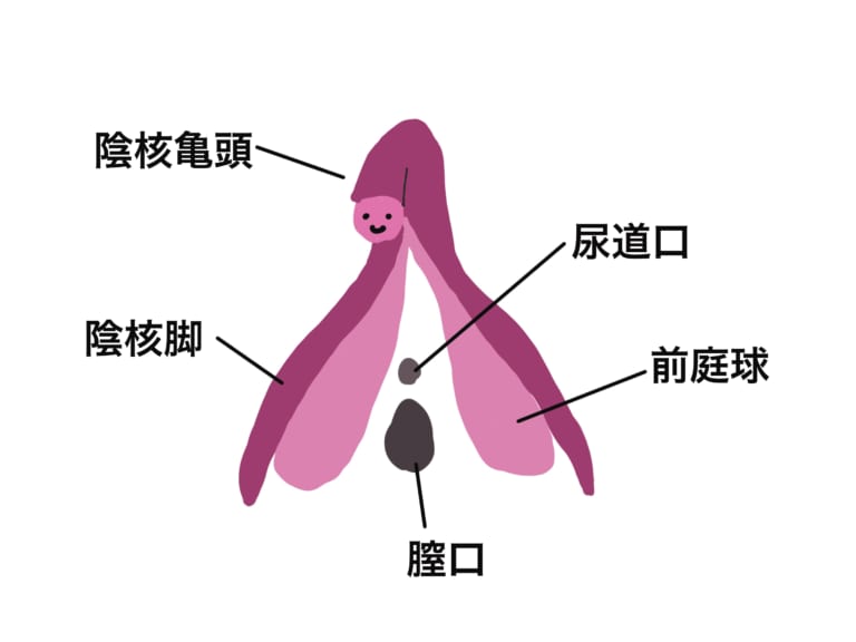 科学的に理想のクリトリス刺激方法６選【研究】