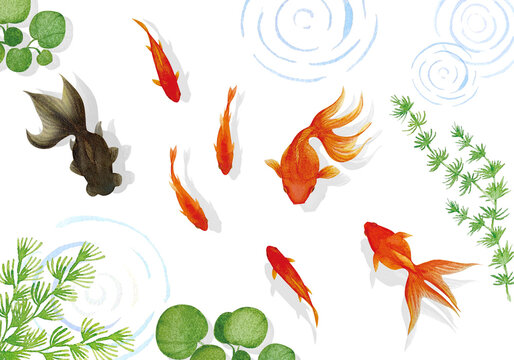 Icon_B631 動くイラスト「金魚」 -無料イラスト・アニメーション素材TELOPICT.com