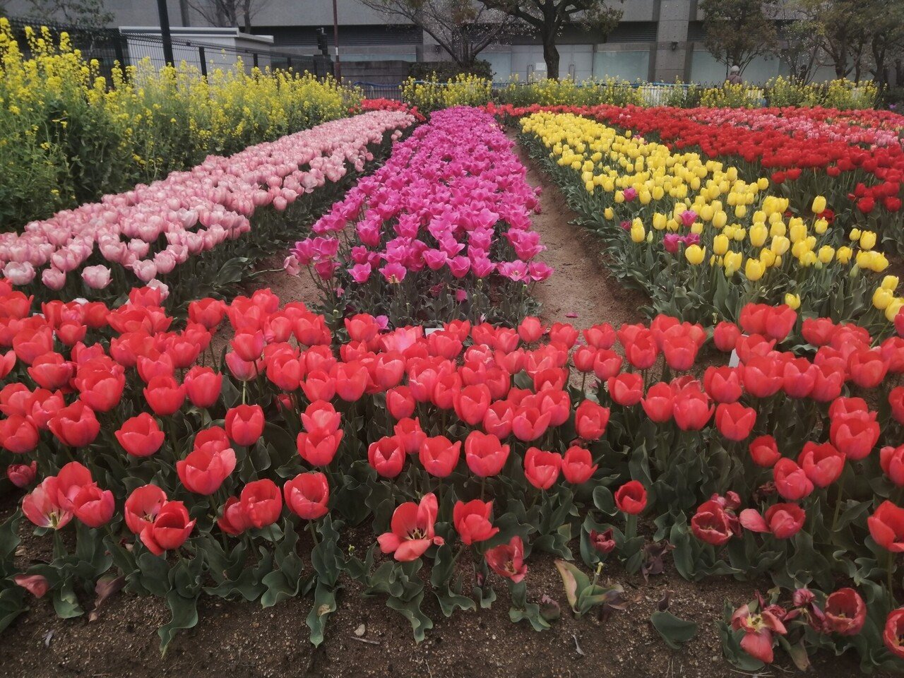 満開のチューリップ🌷】 こんにちは！神戸農政公社です。 チューリップのフォトスポットが開催中です🌷