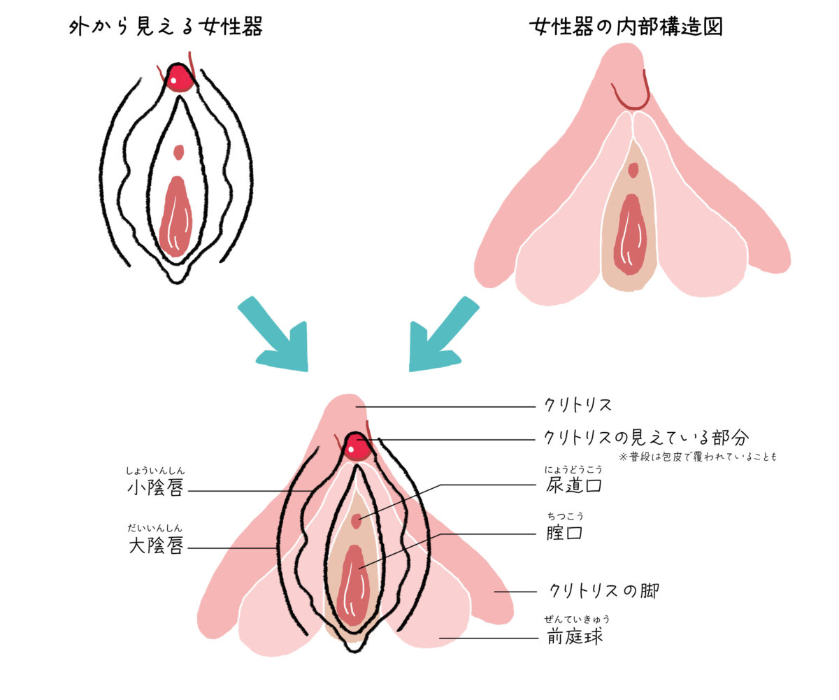 クリトリスの触り方！クリ愛撫でのいじり方 - 夜の保健室