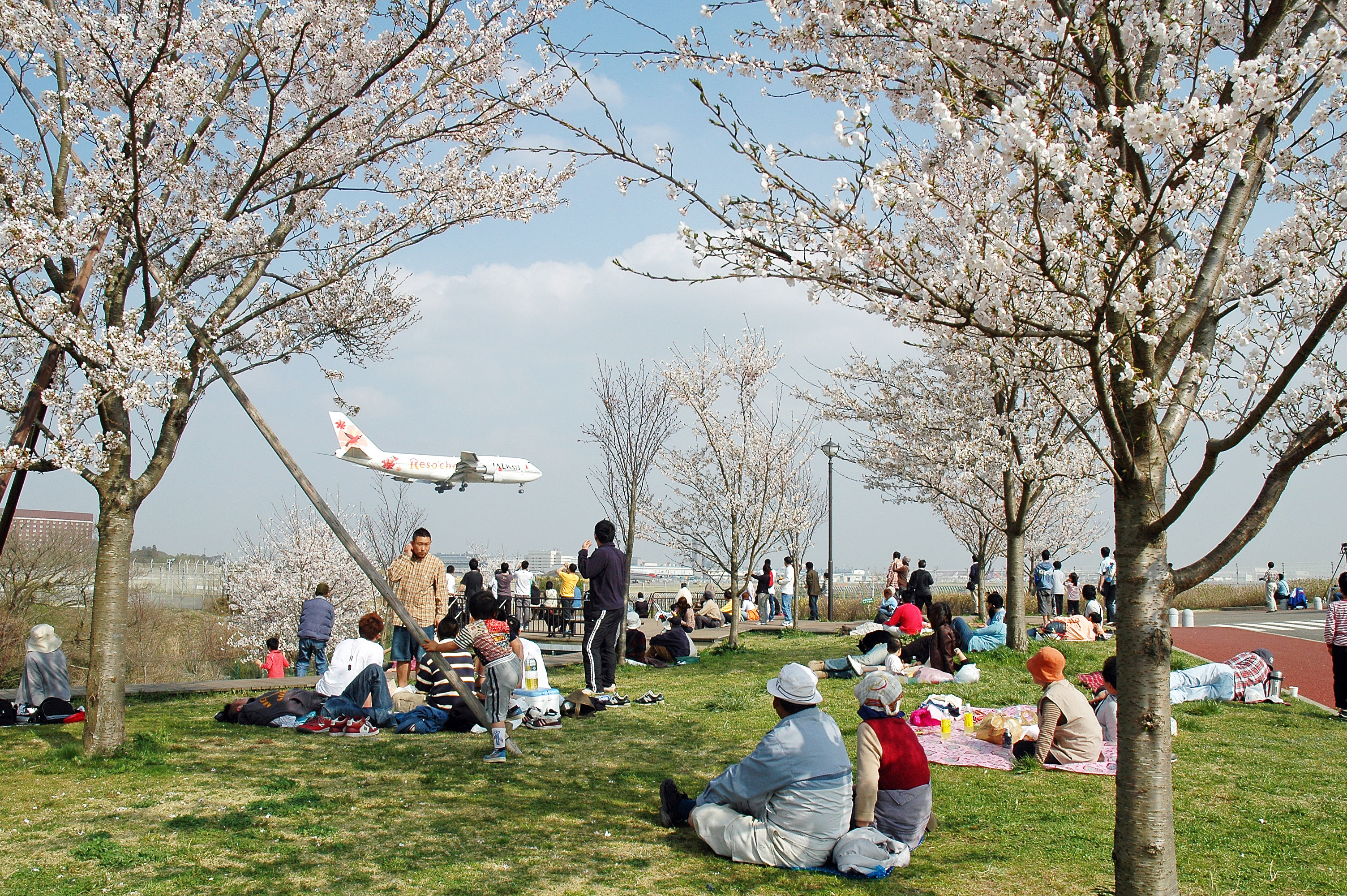 満開の桜と飛行機を同時に楽しむことができます。 - 成田市、さくらの山公園の写真