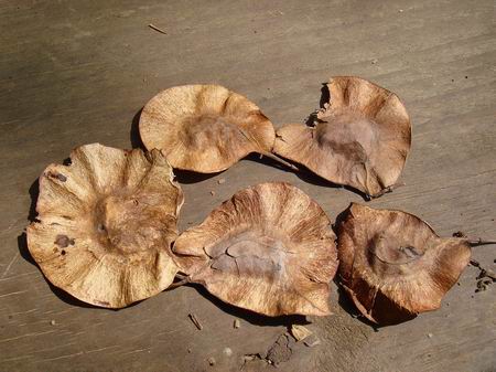 紫檀色漆艺十字架 Rosewood Lacquer Cross45cm