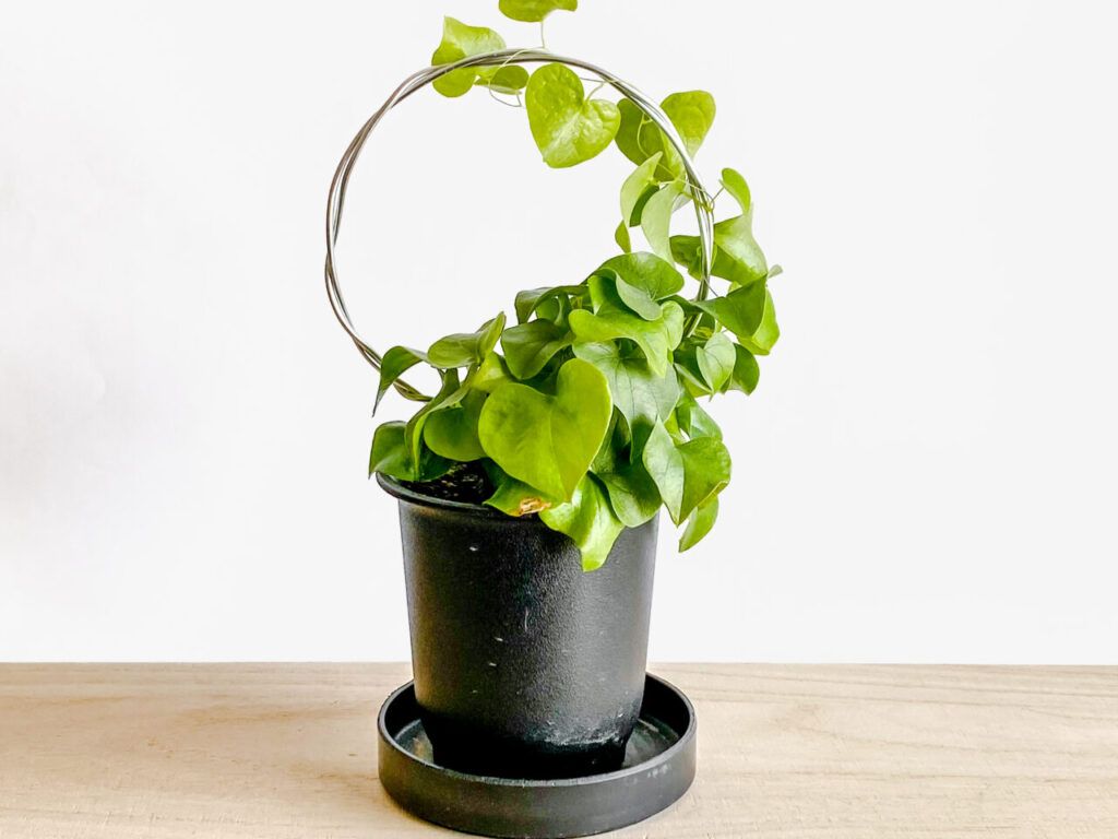 支柱の種類・選び方菜園ラボ