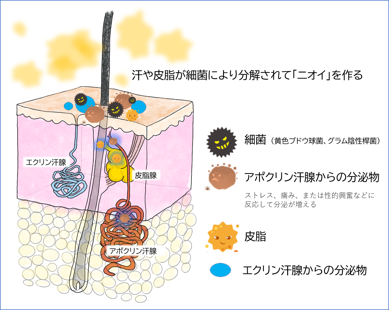 脇舐めたいよね | okonomi39のブログ