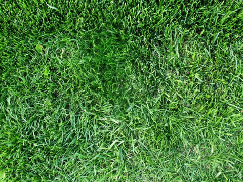 芝生 テクスチャ 写真素材4581868- フォトライブラリ