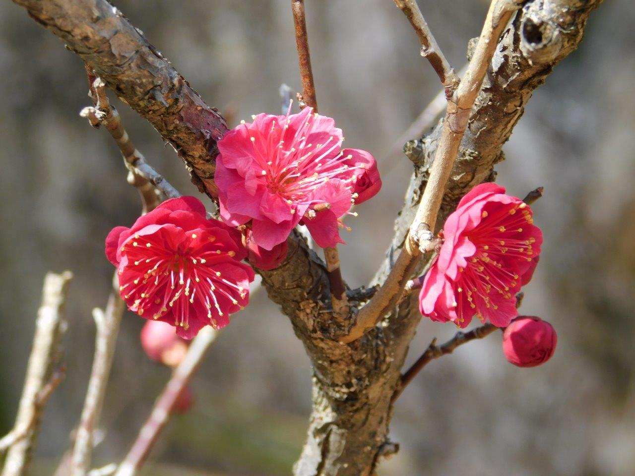 梅の季節 ～三田天満神社にて その2～